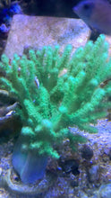 Load image into Gallery viewer, True NEON GREEN Sinularia 3” frag