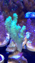 Load image into Gallery viewer, True NEON GREEN Sinularia 3” frag