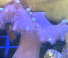 Load image into Gallery viewer, Cabbage Leather