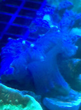 Load image into Gallery viewer, Cabbage Leather