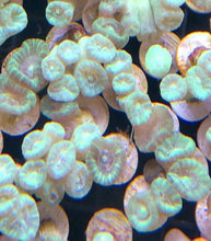 Load image into Gallery viewer, Neon Green Kryptonite Candy Cane