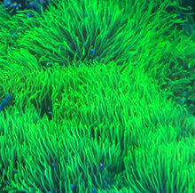 Load image into Gallery viewer, GSP Green Star Polyps