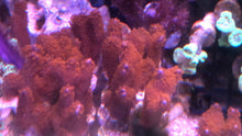 Load image into Gallery viewer, Forest Fire Digitata