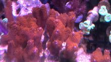 Load image into Gallery viewer, Forest Fire Digitata