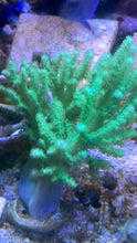 Load image into Gallery viewer, True NEON GREEN Sinularia 3” frag
