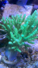 Load image into Gallery viewer, True NEON GREEN Sinularia 3” frag