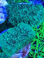 Load image into Gallery viewer, Neon Green Pavona