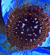 Load image into Gallery viewer, Utter Chaos Zoa