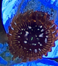 Load image into Gallery viewer, Utter Chaos Zoa