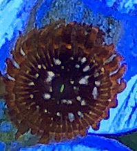 Load image into Gallery viewer, Utter Chaos Zoa