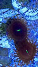 Load image into Gallery viewer, People Eater Zoa