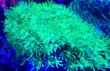 Load image into Gallery viewer, 3 TYPES of Star Polyp 3 frag Pack