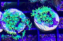 Load image into Gallery viewer, 3 TYPES of Star Polyp 3 frag Pack