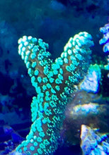 Load image into Gallery viewer, Sour Apple Birdsnest