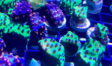 Load image into Gallery viewer, Meteor Shower Cyphastrea