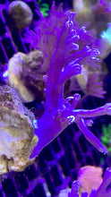 Load image into Gallery viewer, Blue Cespitularia