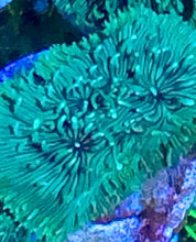 Load image into Gallery viewer, Neon Green Pavona