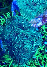 Load image into Gallery viewer, Neon Green Pavona