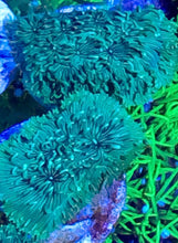 Load image into Gallery viewer, Neon Green Pavona