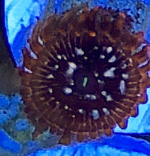 Load image into Gallery viewer, Utter Chaos Zoa