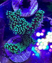 Load image into Gallery viewer, Sour Apple Birdsnest