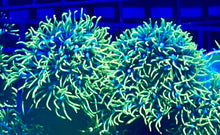Load image into Gallery viewer, GSP Green Star Polyps