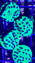 Load image into Gallery viewer, Green Blue Polyps Cyphastrea