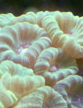 Load image into Gallery viewer, Neon Green Kryptonite Candy Cane