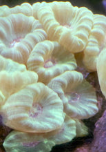 Load image into Gallery viewer, Neon Green Kryptonite Candy Cane