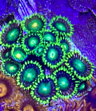 Load image into Gallery viewer, Radioactive Dragon Eyes 11-13 Polyps