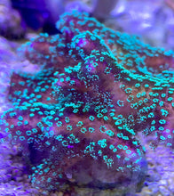 Load image into Gallery viewer, Stylophora