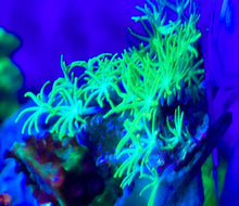 Load image into Gallery viewer, 3 TYPES of Star Polyp 3 frag Pack