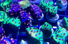 Load image into Gallery viewer, Meteor Shower Cyphastrea