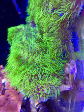 Load image into Gallery viewer, 3 TYPES of Star Polyp 3 frag Pack