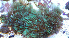 Load image into Gallery viewer, 3 TYPES of Star Polyp 3 frag Pack