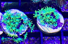Load image into Gallery viewer, ONR Lightning Star Polyps (not GSP)