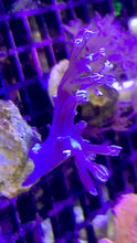Load image into Gallery viewer, Blue Cespitularia