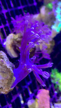 Load image into Gallery viewer, Blue Cespitularia