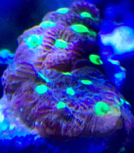 Load image into Gallery viewer, Favia