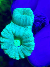 Load image into Gallery viewer, Lemon Lime Candy Cane