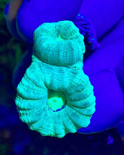 Load image into Gallery viewer, Lemon Lime Candy Cane