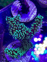 Load image into Gallery viewer, Sour Apple Birdsnest