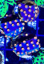 Load image into Gallery viewer, Meteor Shower Cyphastrea