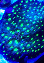 Load image into Gallery viewer, Favia