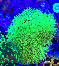 Load image into Gallery viewer, ONR Lightning Star Polyps (not GSP)