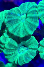 Load image into Gallery viewer, Neon Green Kryptonite Candy Cane