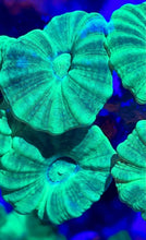 Load image into Gallery viewer, Neon Green Kryptonite Candy Cane