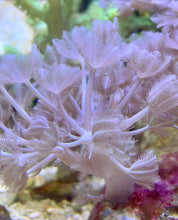 Load image into Gallery viewer, Pulsing Xenia