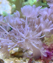 Load image into Gallery viewer, Pulsing Xenia