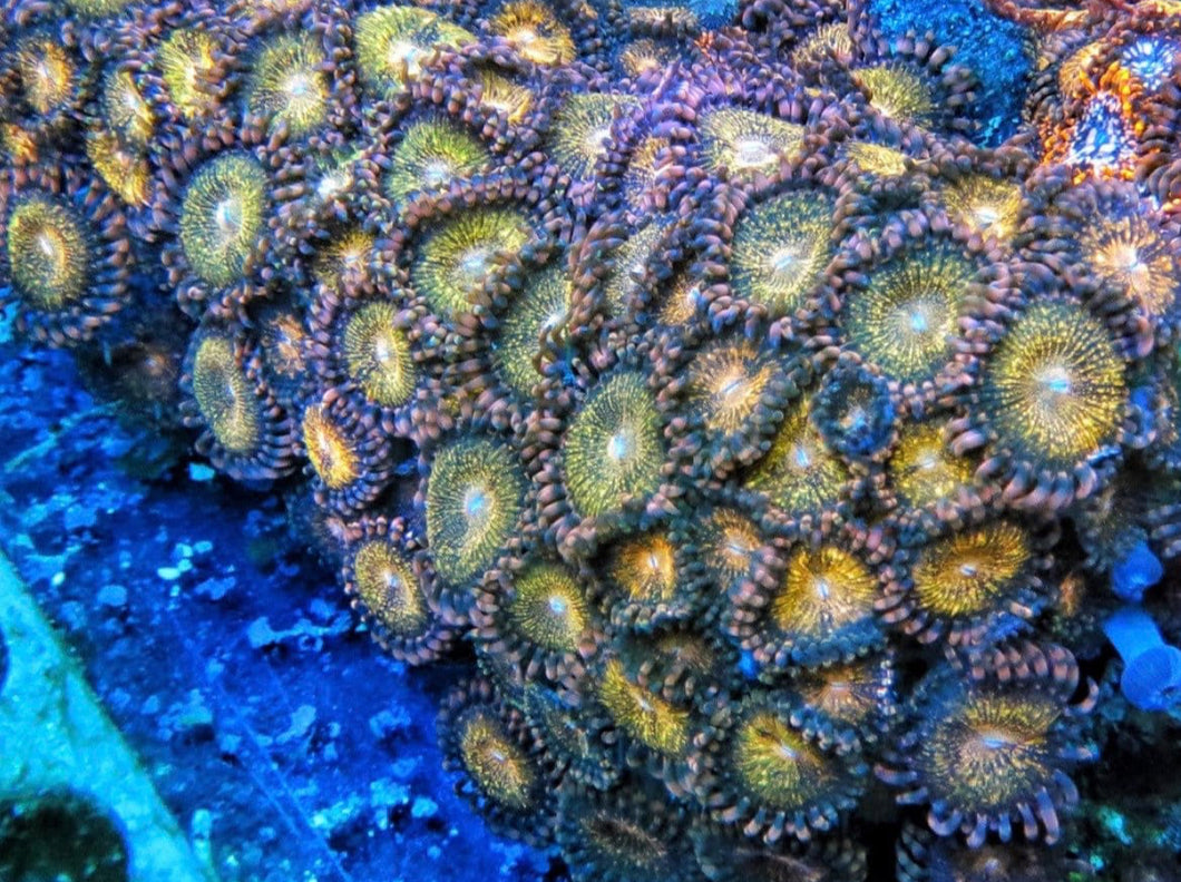 Pandora Zoa